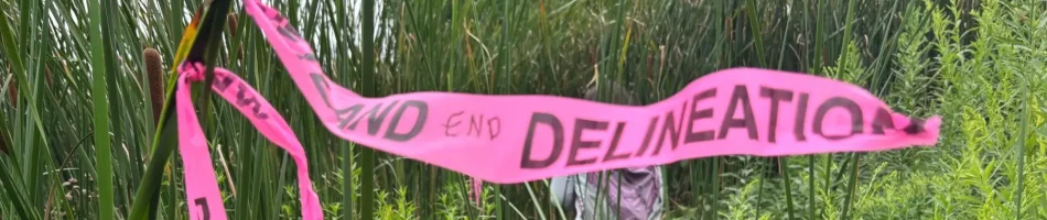 Wetland delineation flagging in a cattail marsh, representing Costich Engineering’s Environmental Services fieldwork across Western New York.